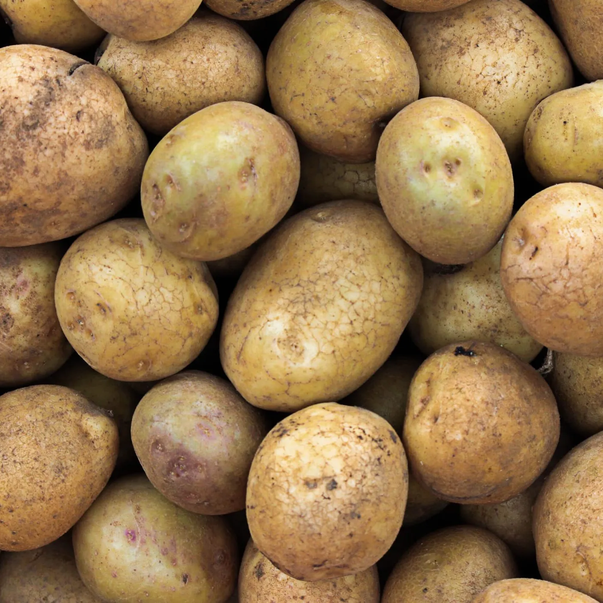 Pomme de terre - Origine Algérie